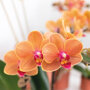 Bolzano orchidee oranje